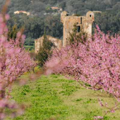 Cervione au printemps