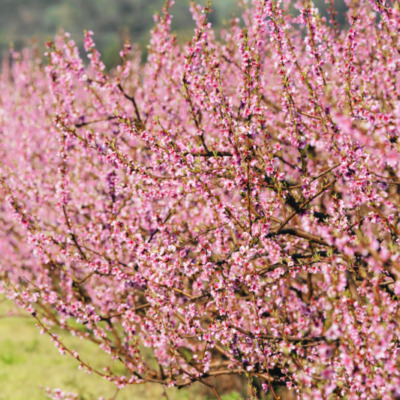 Printemps à Cervione