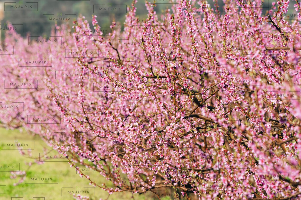 Printemps à Cervione