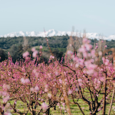 Cervione au printemps