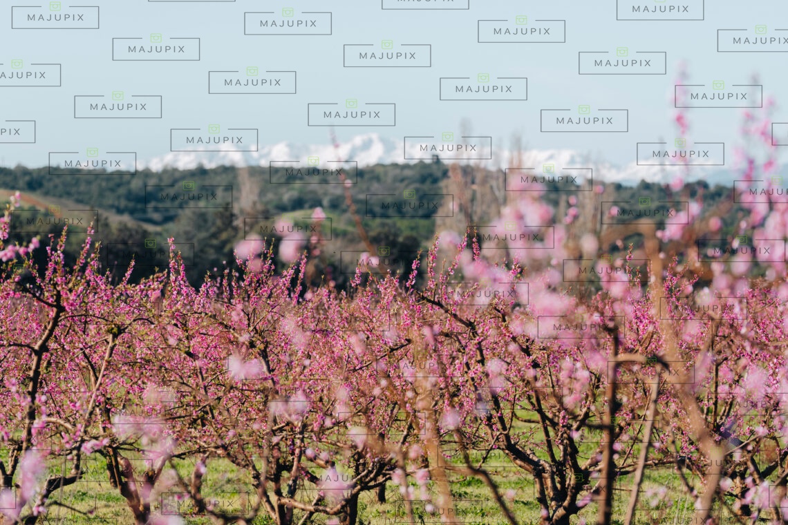 Cervione au printemps