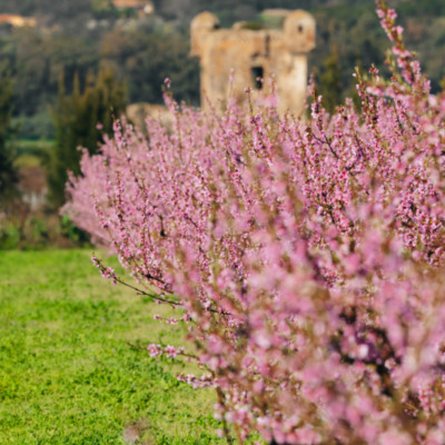 Cervione au  printemps