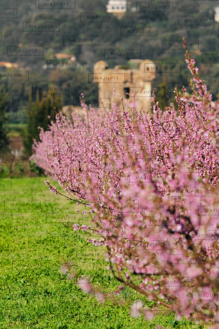 Cervione au  printemps
