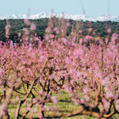 Cervione au printemps