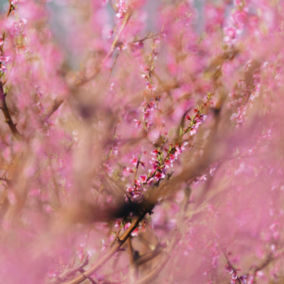 Cervione au printemps