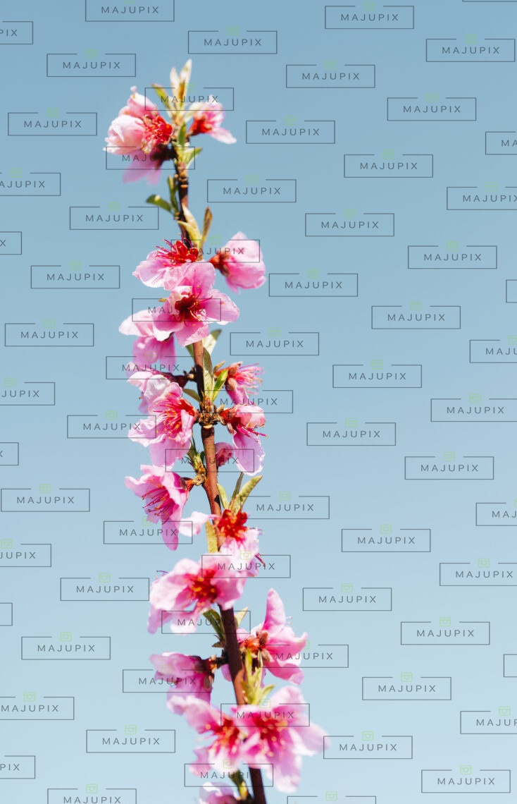Cervione au printemps