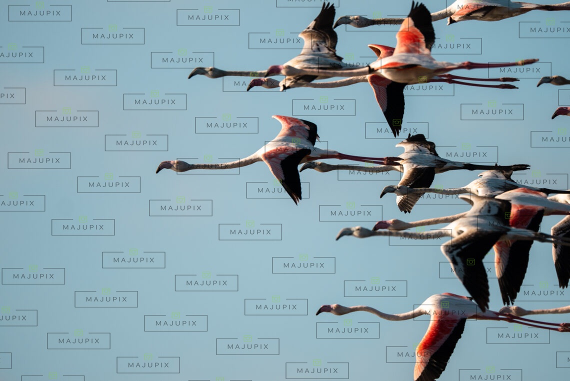 Flamants roses à l'etang de Biguglia