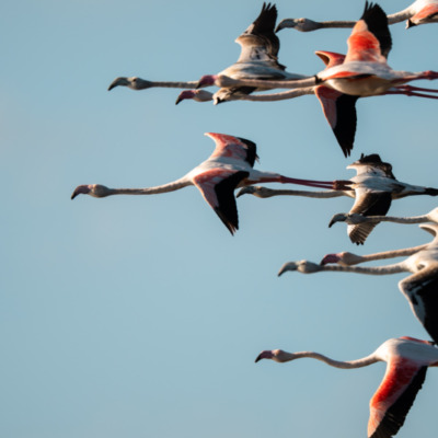 Flamants roses à l'etang de Diana