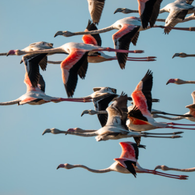 Flamants roses à Santa Giulia