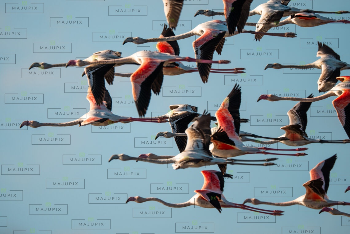 Flamants roses à Santa Giulia