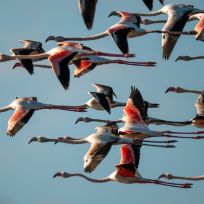 Flamants roses à l'étang de Diana