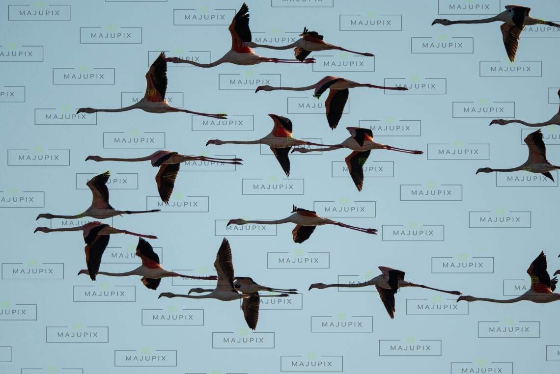 Flamants roses à l'etang de Biguglia