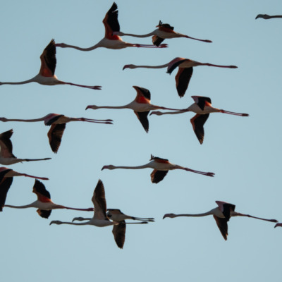 Flamants roses à l'etang de Diana
