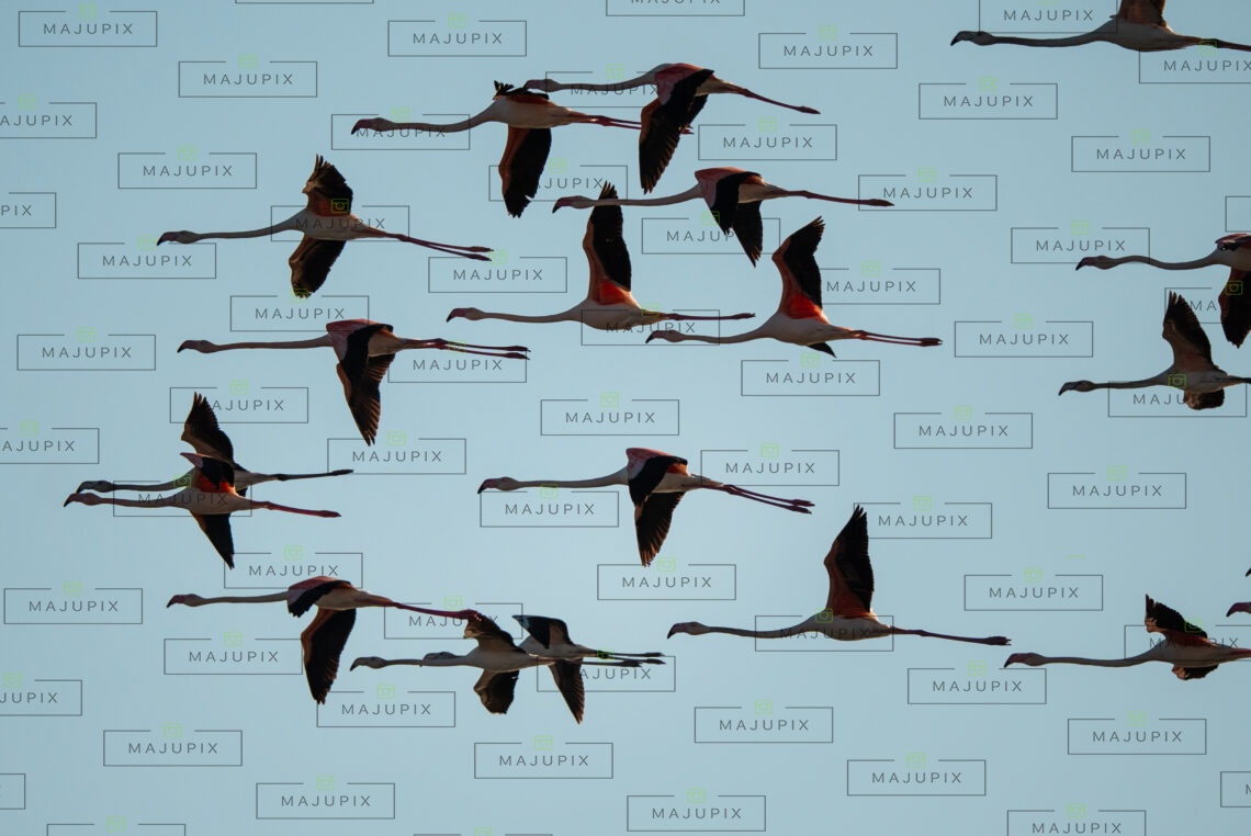 Flamants roses à Santa Giulia