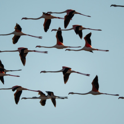 Flamants roses à l'etang de Diana