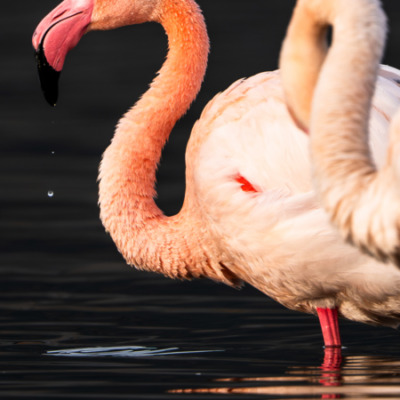Flamants roses à l'etang de Biguglia