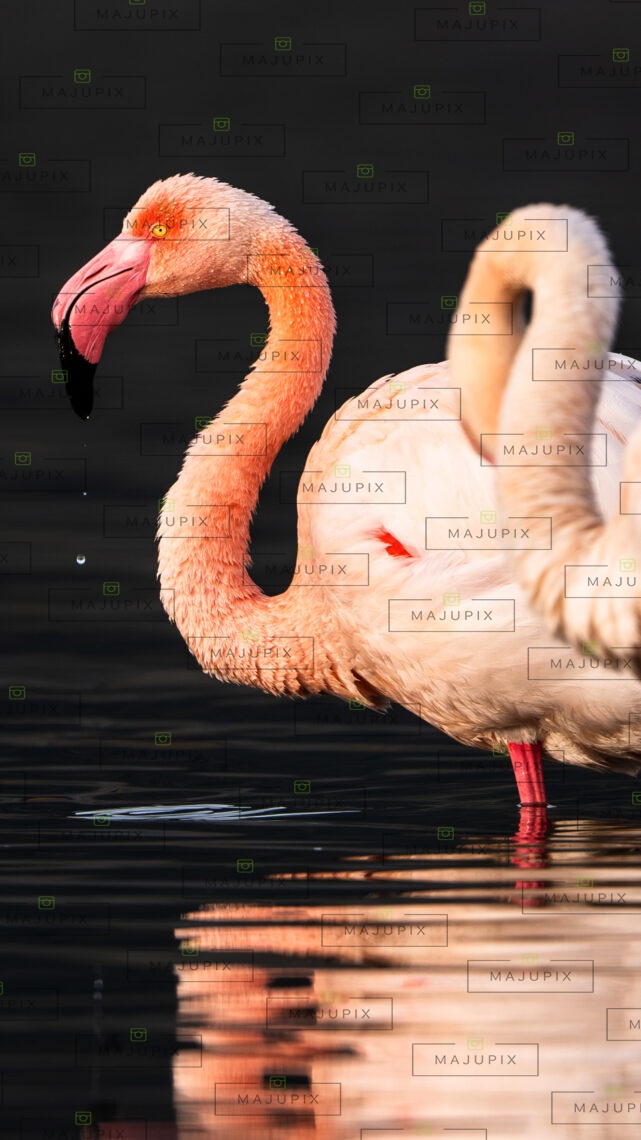 Flamants roses à Santa Giulia