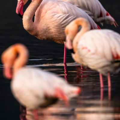 Flamants roses à Santa Giulia