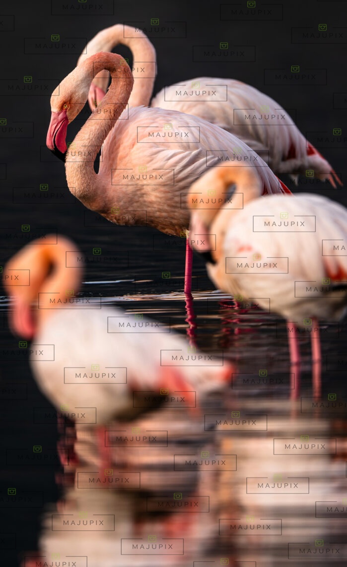 Flamants roses à l'etang de Biguglia