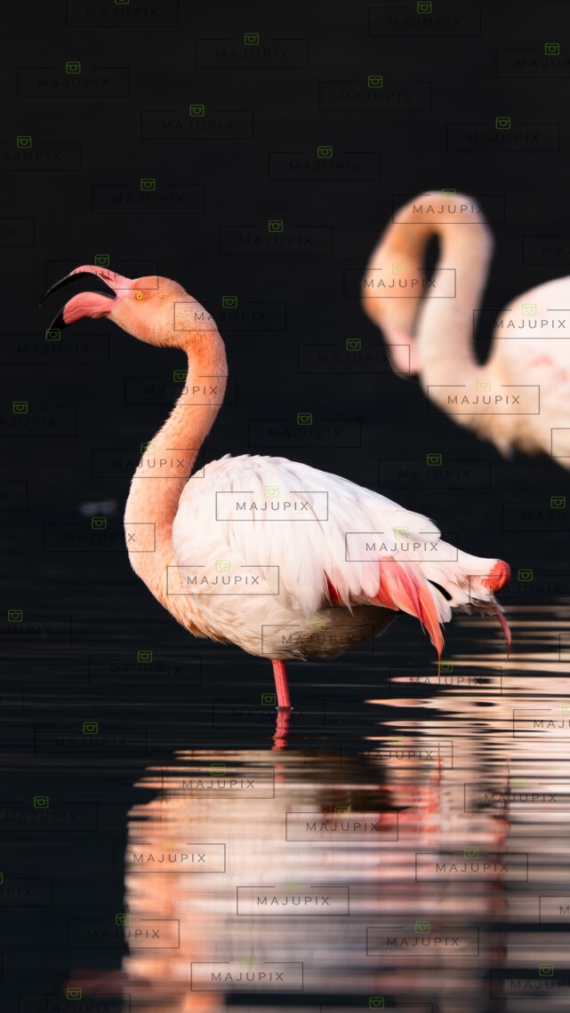 Flamants roses à Santa Giulia