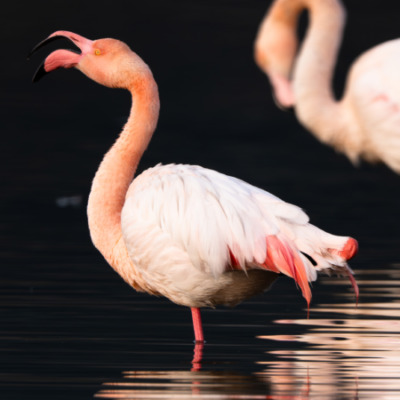 Flamant rose à l'etang de Biguglia