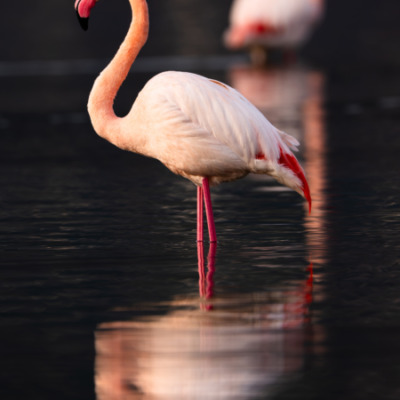 Flamants roses à l'étang de Diana
