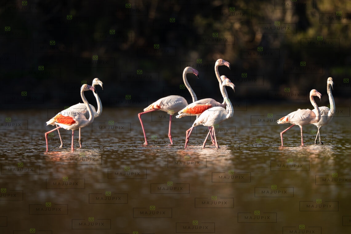 Flamants roses à l'étang de Diana