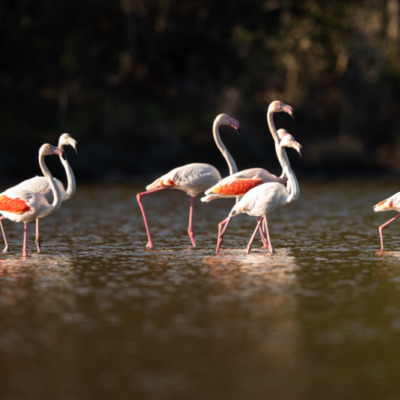 Flamants roses à Santa Giulia