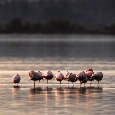 Flamants roses au coucher de soleil à l'étang de Biguglia