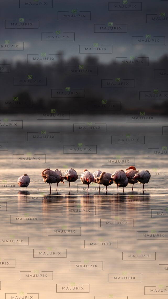Flamants roses au coucher de soleil à l'étang de Biguglia