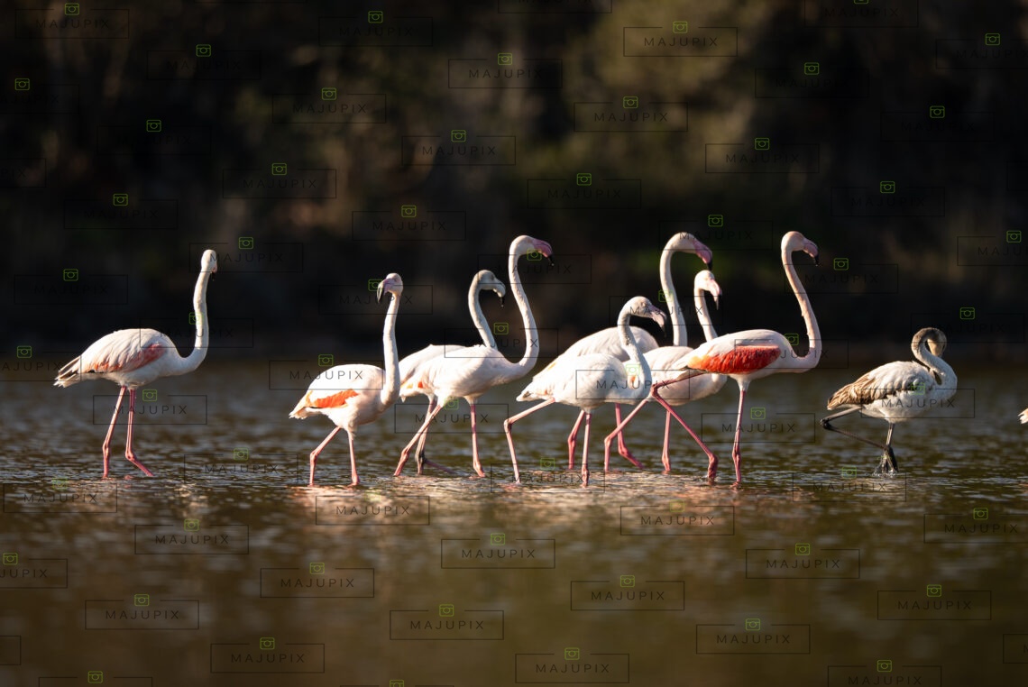Flamants roses à l'etang de Biguglia