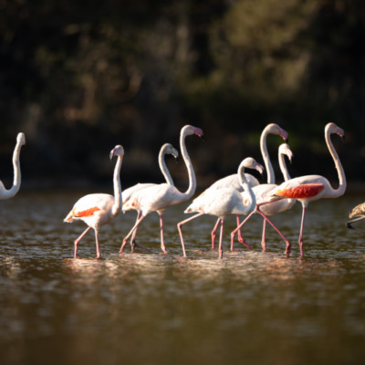 Flamants roses à l'étang de Diana
