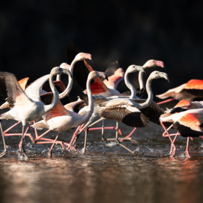 Flamants roses à l'etang de Biguglia