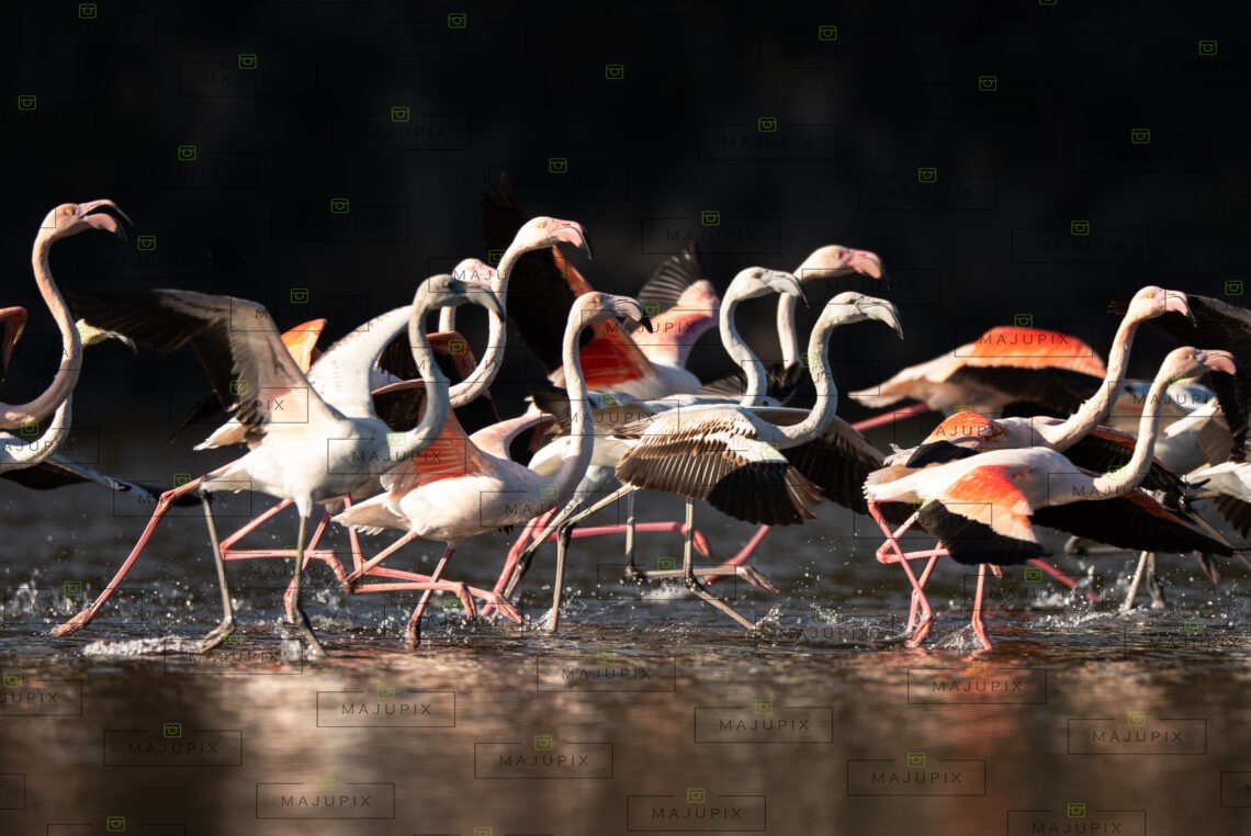 Flamants roses à l'etang de Biguglia