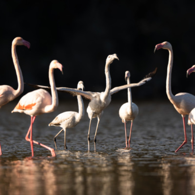 Flamants roses à l'étang de Biguglia