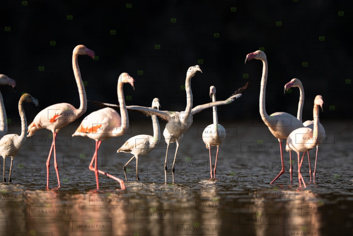 Flamants roses à l'étang de Biguglia