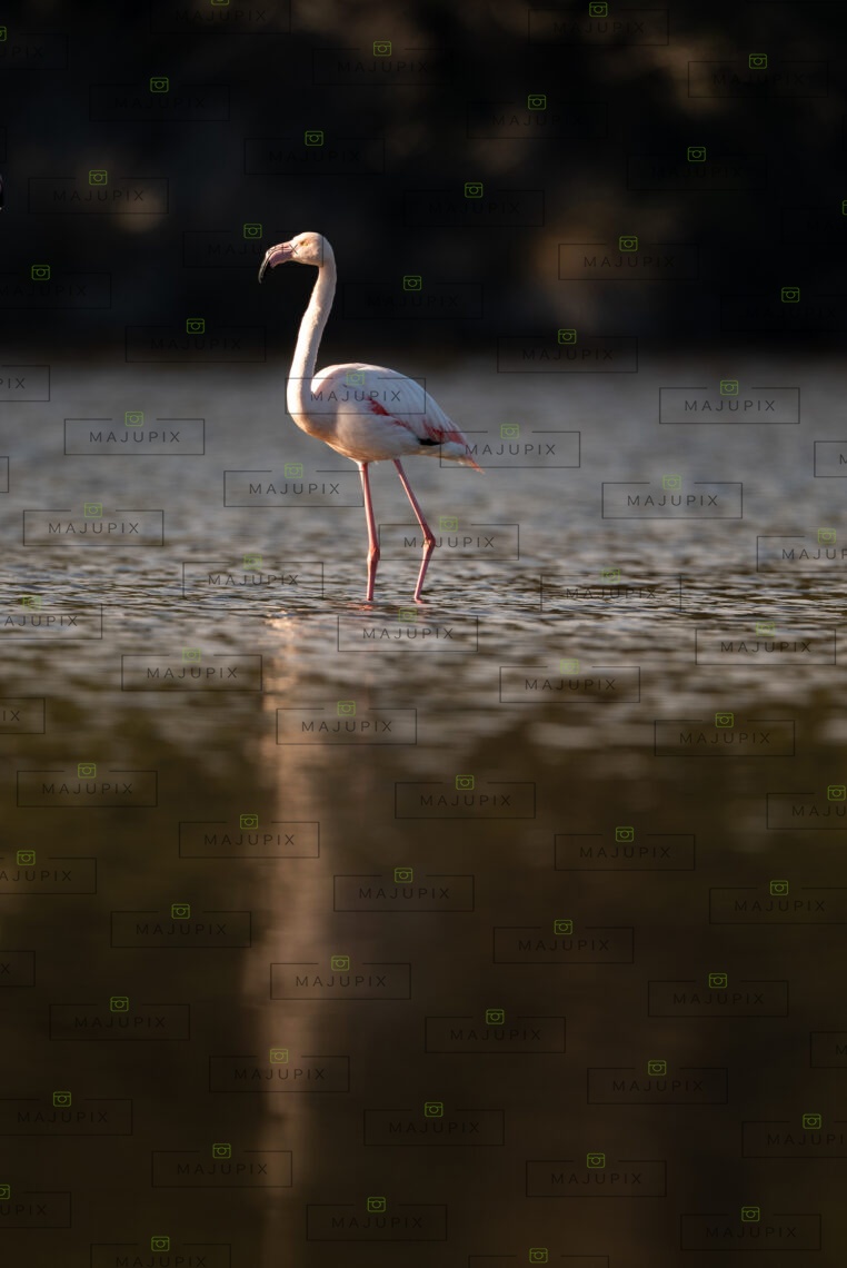 Flamant rose à l'étang de Diana