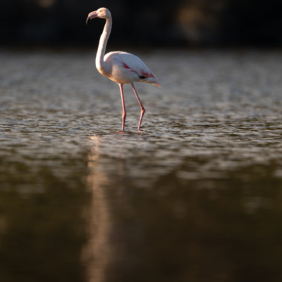 Flamant rose à Santa Giulia