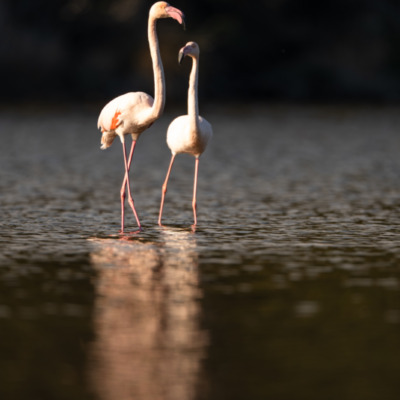 Flamants roses à l'étang de Biguglia