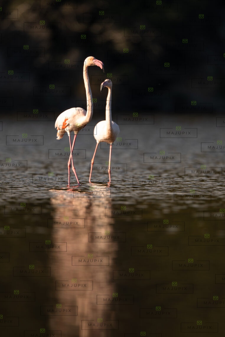 Flamants roses à l'étang de Biguglia