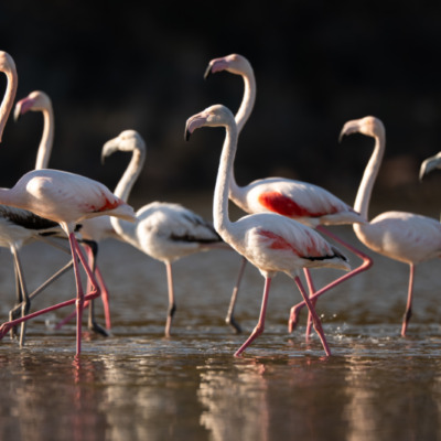 Flamants roses à l'étang de Biguglia