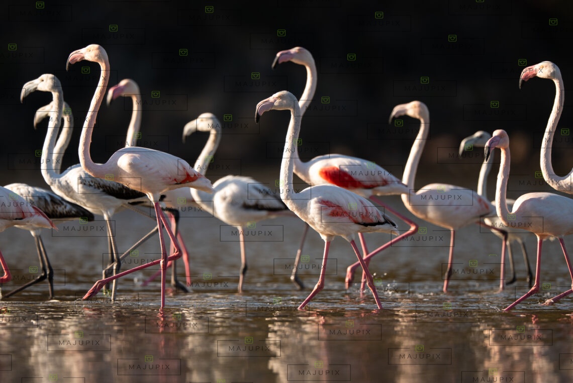 Flamants roses à l'étang de Biguglia