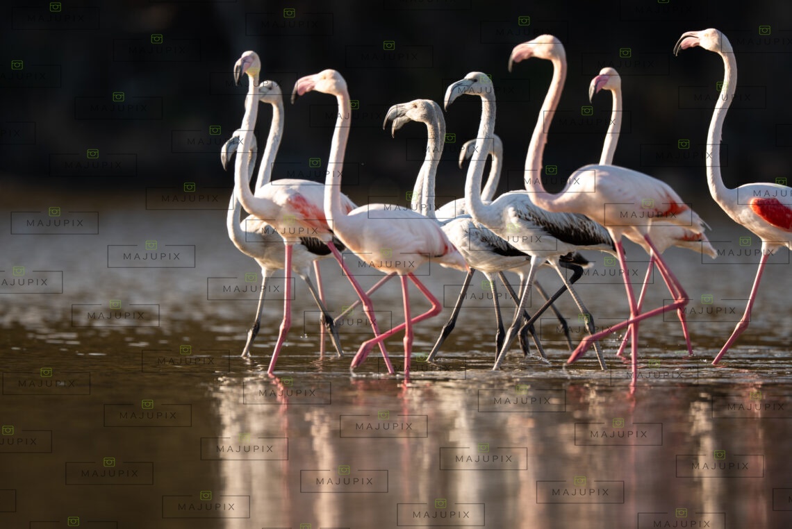 Flamants roses à l'étang de Biguglia