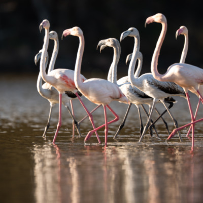 Flamants roses à l'étang de Diana