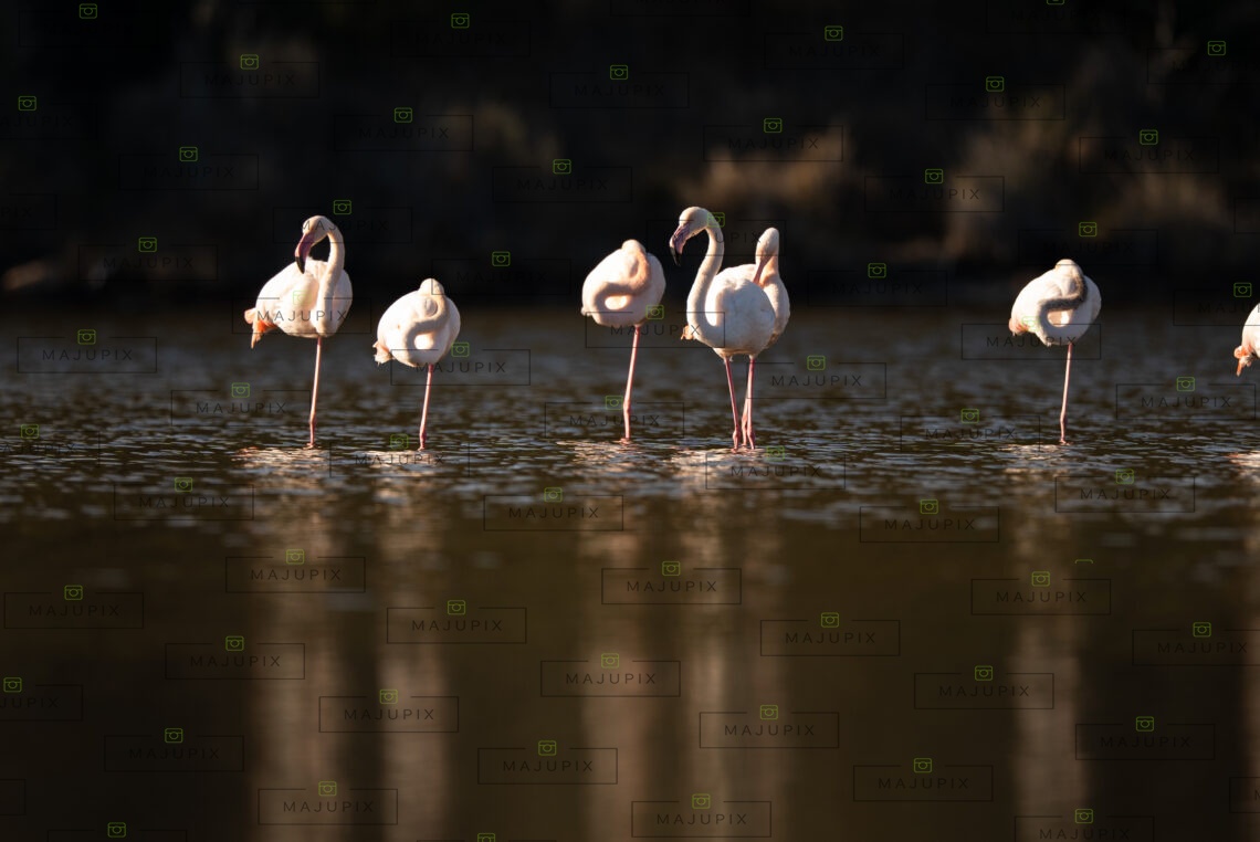 Flamants roses à l'étang de Biguglia