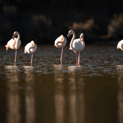 Flamants roses à Santa Giulia