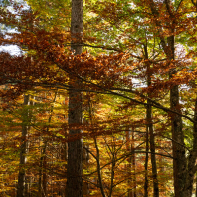 Forêt d'Aïtone