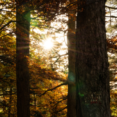 Forêt d'Aïtone