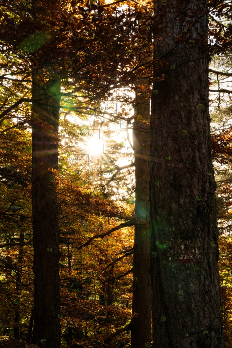 Forêt d'Aïtone
