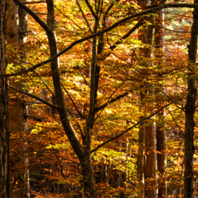 Forêt d'Aïtone